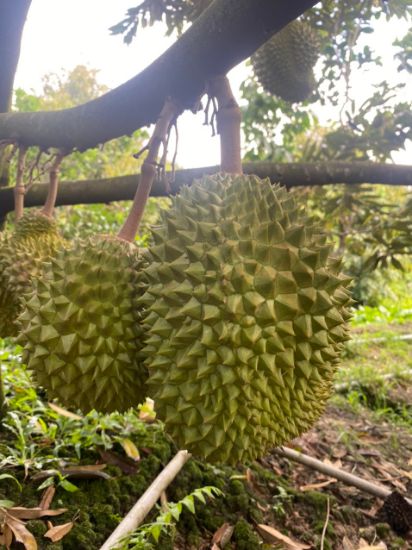 Ảnh của Sầu Riêng Musang King 