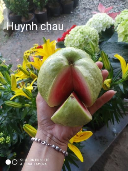 Ảnh của Ổi Ruby